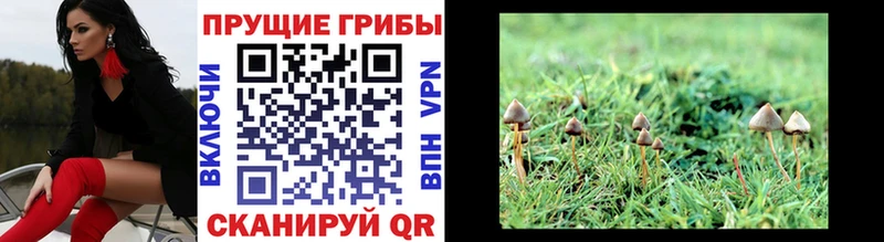 Псилоцибиновые грибы Magic Shrooms магазин наркотиков Кисловодск